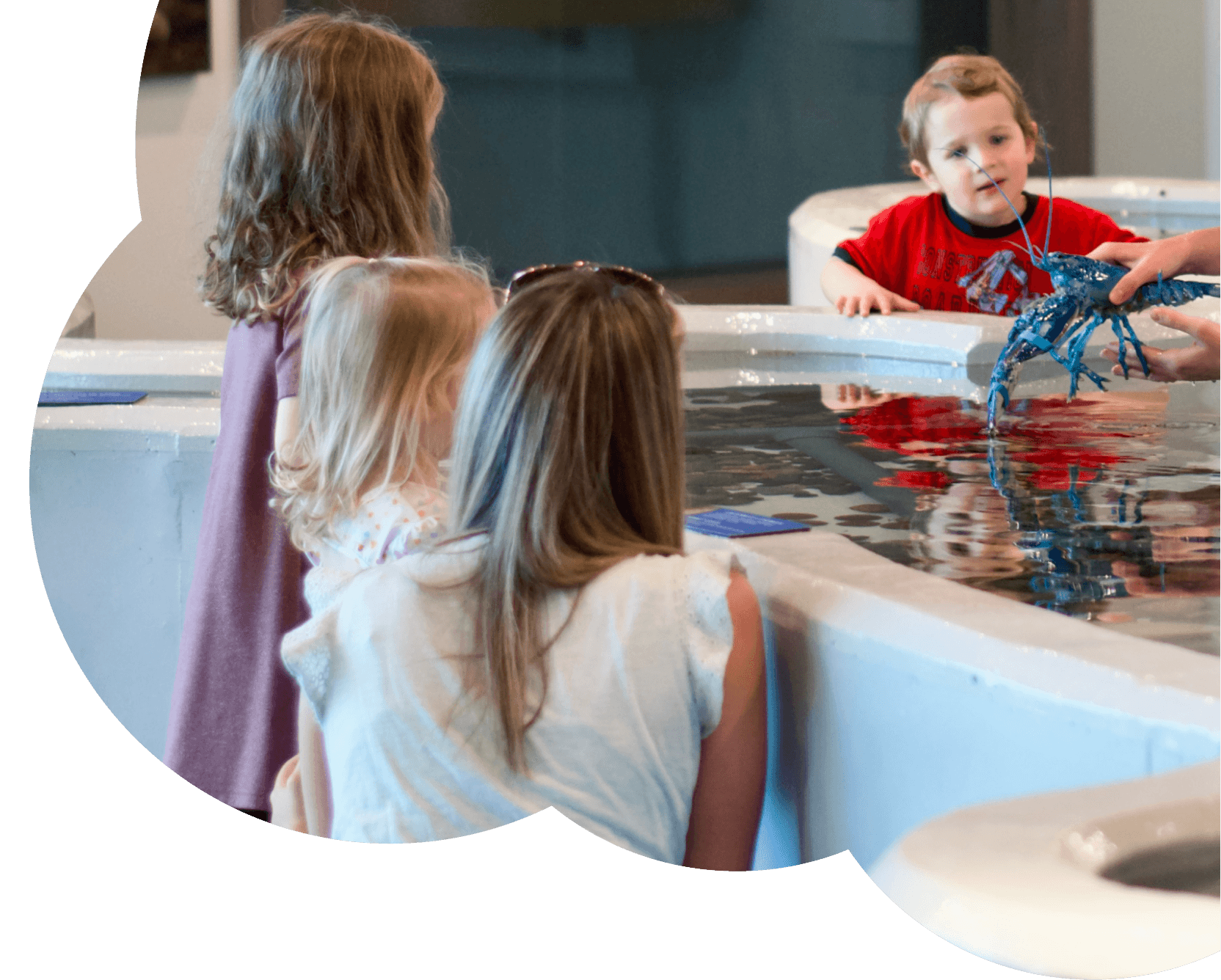 Children discovering the touch tank at the Homarus Centre